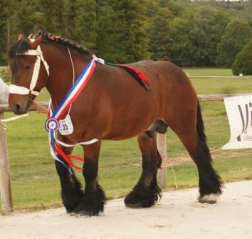 Trait Ardennais - Energie Cheval